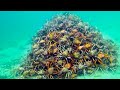They Think Everything Is Normal Underwater Until They Spot This Pile Of Nightmares