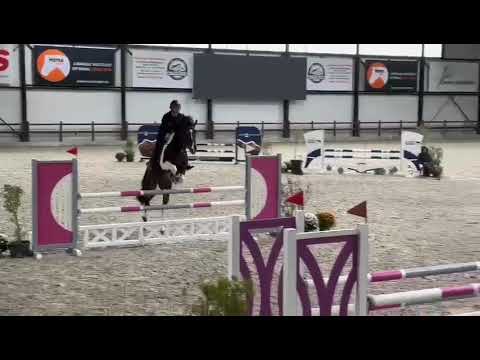 OGANITO SITTE 6yo STALLION