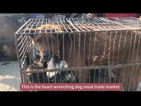 Asian Open Air Dog Meat Market 