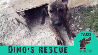 Rescue of a dog that lived in a sewer  Dino  Takis Shelter