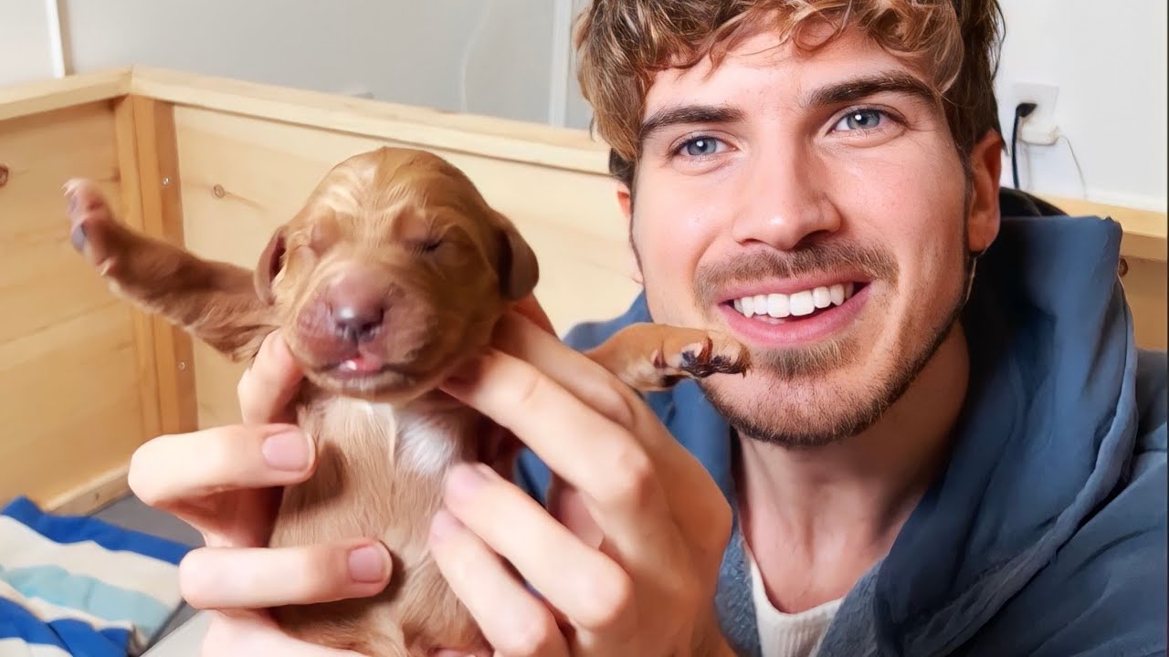 Meet My 1 Day Old Golden Retriever Puppies YouTube meet-my-1-day-old-golden-retriever-puppies-youtube