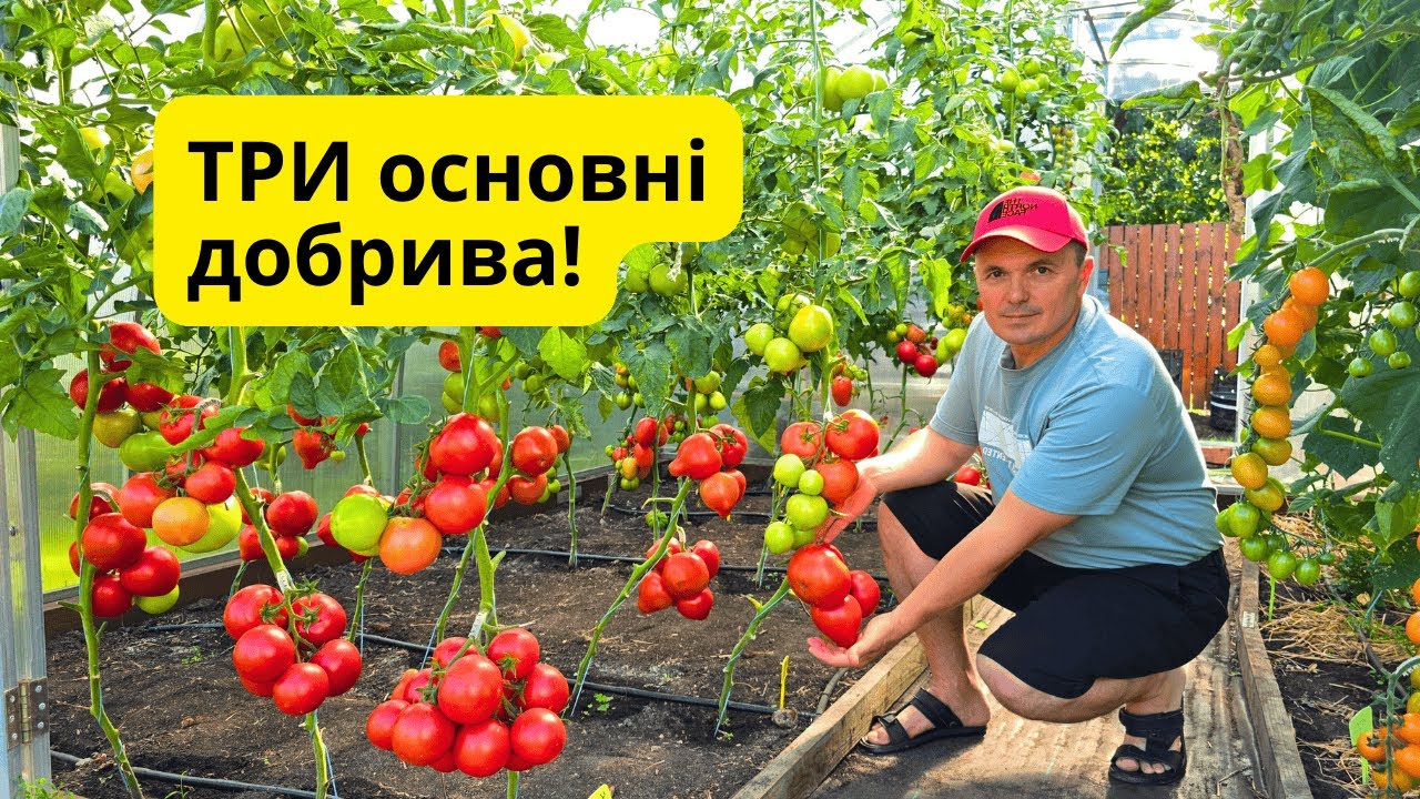 ТРИ основні добрива для рослин- вони потрібні від розсади до врожаю!