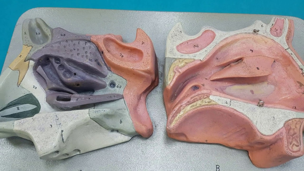 Burun, Cavitas Nasi (Burun Boşluğu), Duvarları ve Paranasal Sinusler Anatomisi (Bölüm 1)