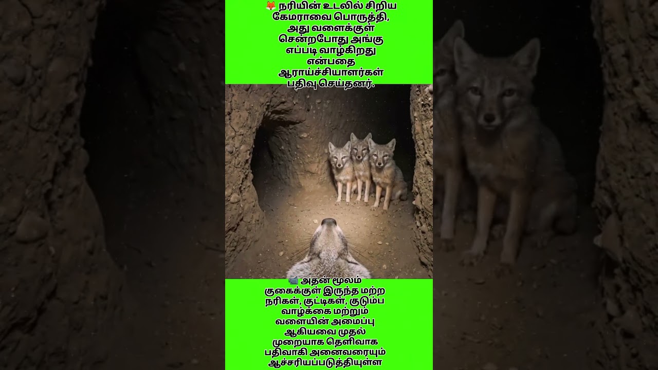 🦊 நரியின் வளைக்குள் கேமரா! முதல் முறையாக வெளியான அரிய காட்சி 😲