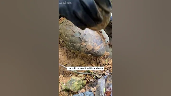 Fossilized dragon egg #crystals  #gemstone  #hunting  #fossil  #shorts