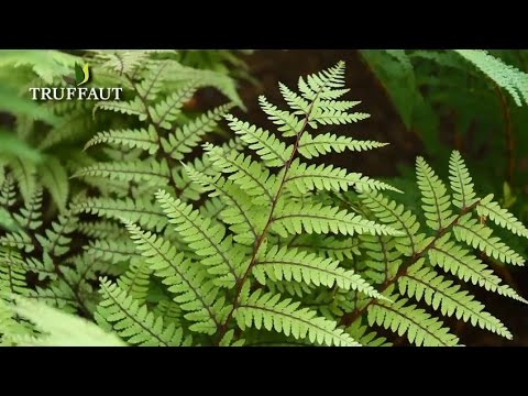 Vidéo: Plantes de lavande à feuilles de fougère : Conseils pour cultiver la lavande à feuilles de fougère dans les jardins