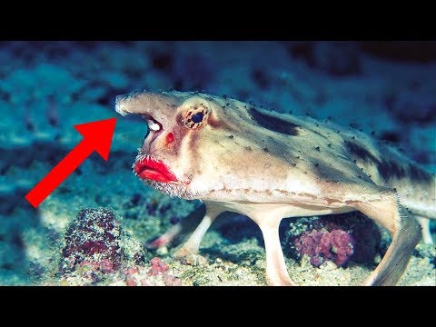 Galapagos Islands&rsquo; Most Bizarre Creatures!