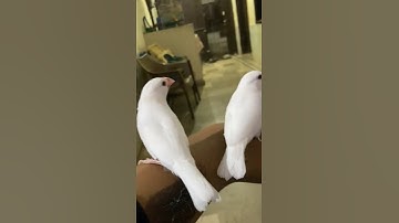 Java Finch Hand tame #birds #finch #youtubeshorts #viral #shorts