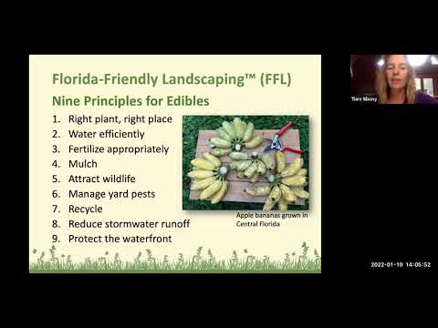 Vidéo: Florida Arrowroot Info: Apprenez à cultiver des plantes Zamia Coontie