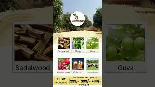 🌿 Fly to Vishwas Sandalwood Farms! 🚁