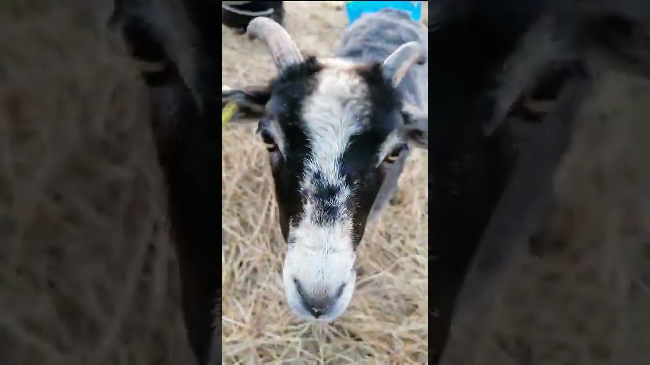 In your face! Lambs close-up 