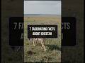 7 FASCINATING FACTS ABOUT CHEETAH