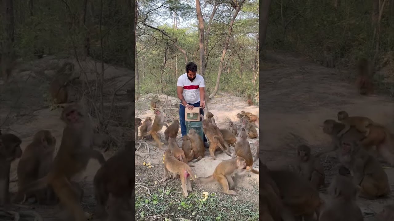 Обезьяна залезла в машину и загудела 😂 Po Po Po Po 