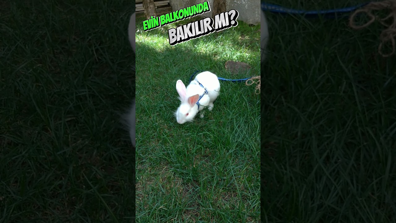 Balkonda Tavşan Bakılır Mı❓🐇🐰#leopets  #rabbit #leopets #tavşan