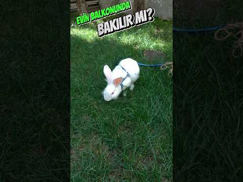 Balkonda Tavşan Bakılır Mı❓🐇🐰#leopets #rabbit #leopets #tavşan