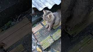 "Gato Fofo:O Rei da amizade."😂 #cat #pets #shorts
