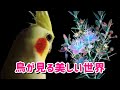 インコやオウムに見えて人間には見えない色とは？紫外線と視力 cockatiel【オカメインコのきなこ】