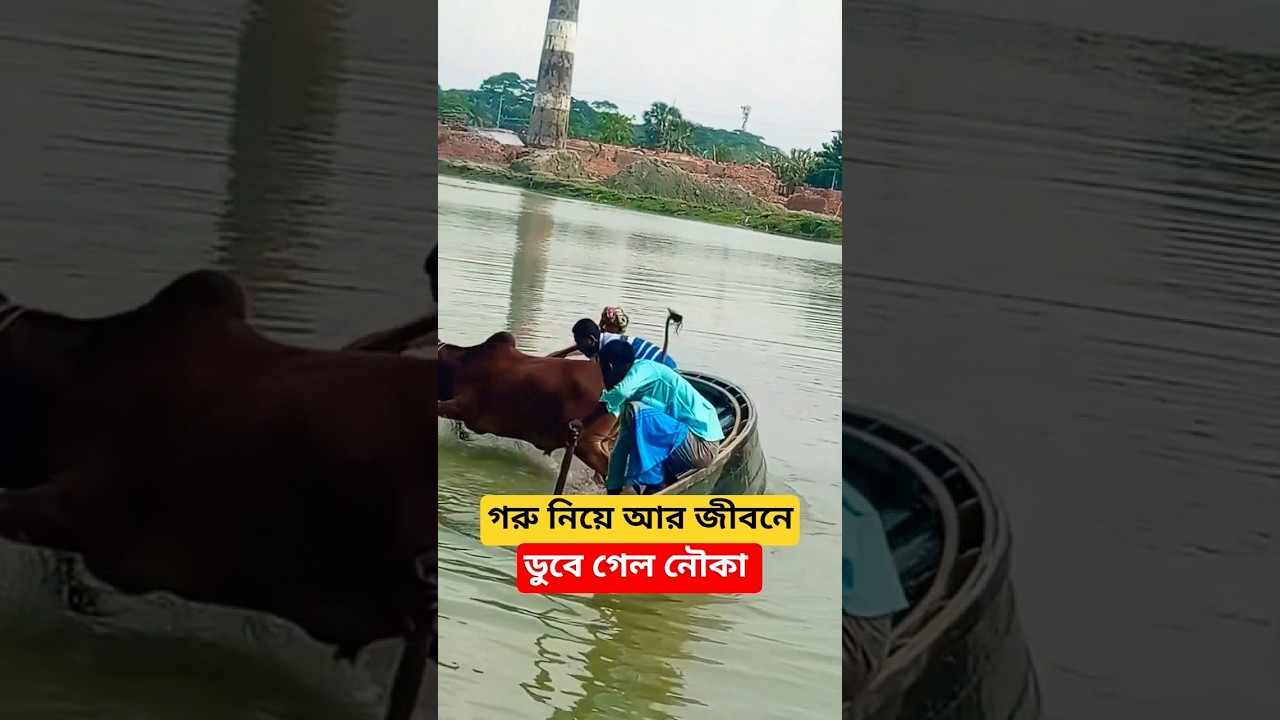 গরু নিয়ে আর জীবনে নৌকায় উঠবোনা #cow #shorts