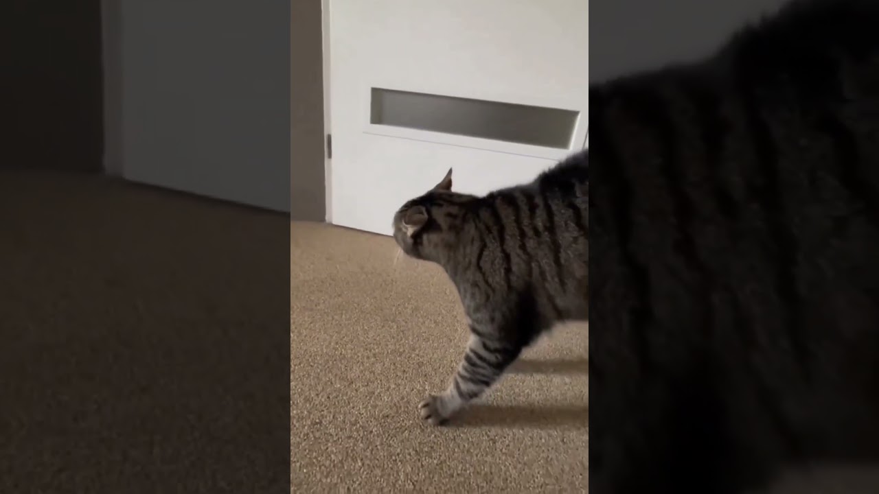 Watch The cat said, how come I appeared in front of me? #Funny#Cute cat on YouTube Watch The cat said, how come I appeared in front of me? #Funny#Cute cat on YouTube