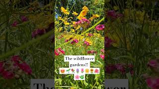 The wildflower gardens are beautiful!!! 😍🌱⚘️🪻🌿 #tinydreamerhomestead #wildflowers #wildflowergardens