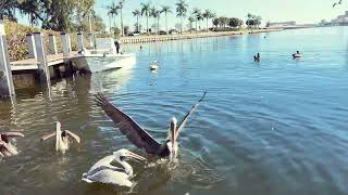 Pelican feeding time by the local Fishermen at Safe Harbor Regatta Pointe, FL