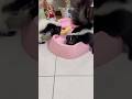 Hey friend!!! Wanna play with me?🥰#animallife #animals#shortvideo#skunks #pets #shorts #funnyvideo