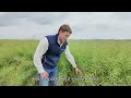 Why Grow HEAR OSR? Agronomic &amp; Market Advantages Over '00' OSR