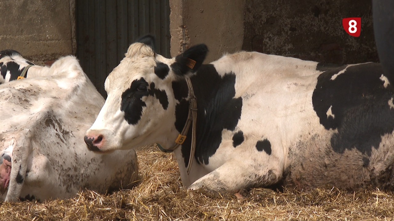 'Campo Palentino' (9-4-2026)