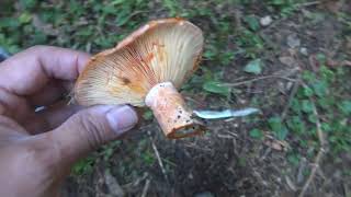 Где собирать рыжики сосновые - Сбор рыжих грибов (Lactarius deliciosus) осенью в хвойном лесу