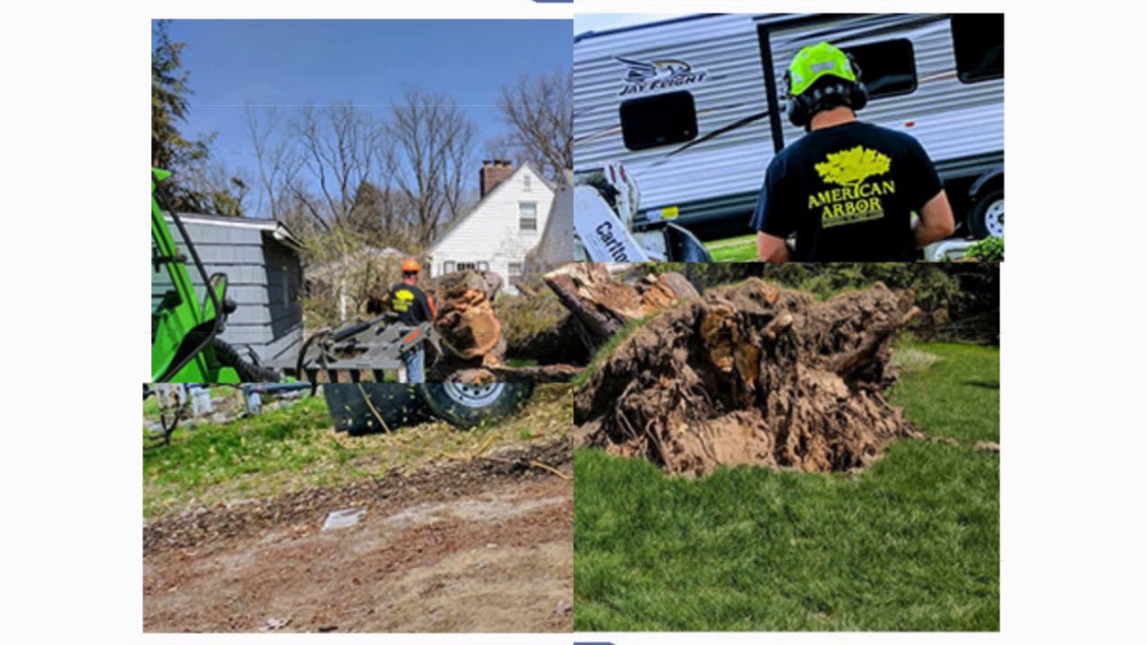 tree removal kalamazoo YouTube