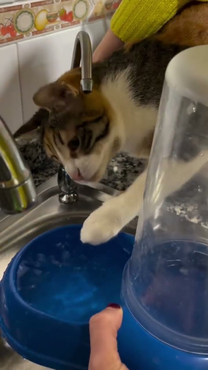 Très drôle le chat Funny