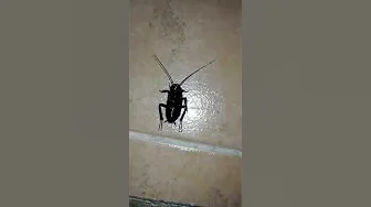 La cucaracha lla no puede caminar