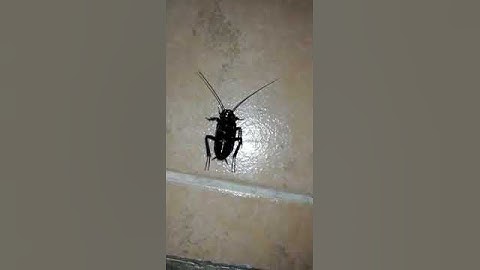 Thumbnail of La cucaracha lla no puede caminar