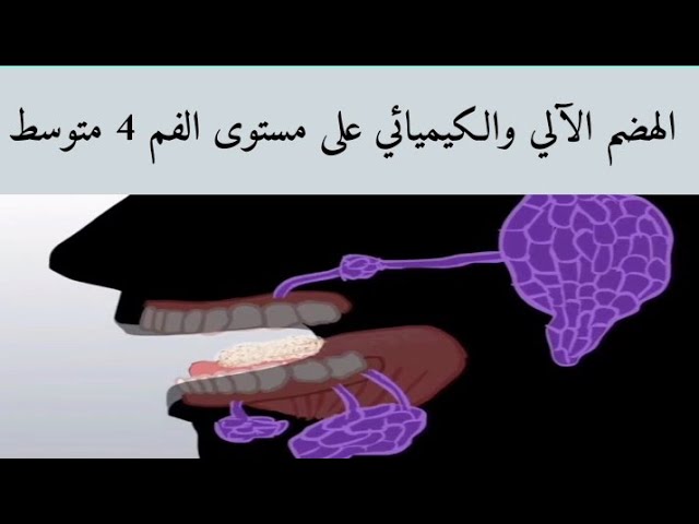 دروس مقطع التغذية عند الإنسان رابعة متوسط