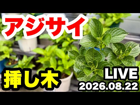 ◇【Hydrangea Cuttings】Look at them 3 months later! - YouTube
