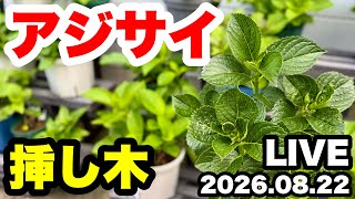 ◇【Hydrangea Cuttings】Look at them 3 months later! - YouTube