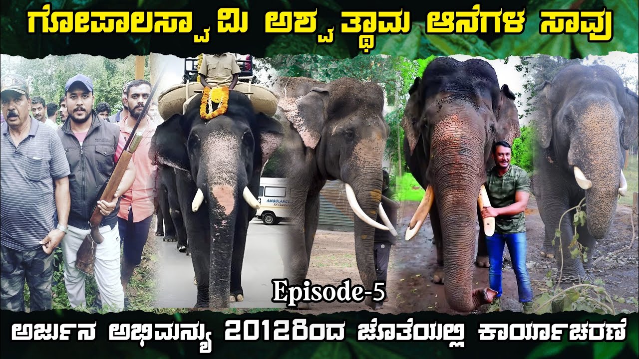 ಗೋಪಾಲಸ್ವಾಮಿ ಅಶ್ವತ್ಥಾಮ  ಆನೆಗಳ ಸಾವು. ಅರ್ಜುನ ಅಭಿಮನ್ಯು 2012ರಿಂದ ಜೊತೆಯಲ್ಲಿ ಕಾರ್ಯಾಚರಣೆ. Wildlifekarunaadu