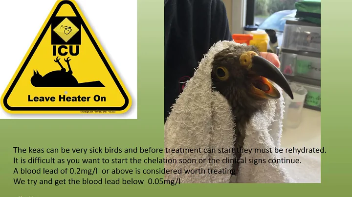 Dr Pauline Howard - Treating Kea for Lead Poisoning