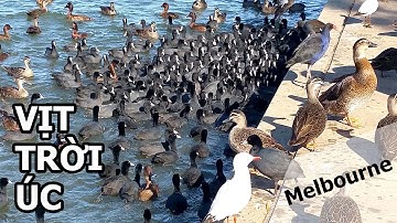 Vịt Trời Úc | Cuộc Sống ở Úc | Nguyễn Duy Mẫn #37