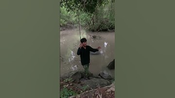 câu cá lăng bằng loại mồi siêu bén #fishing #caucalang