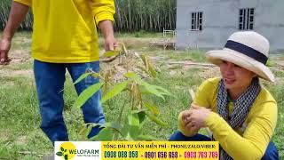 Hướng Dẫn Trồng Sầu Riêng Musangking Đúng Cách