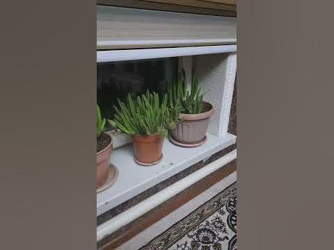 Бес жұлдыз гүлі - YouTube