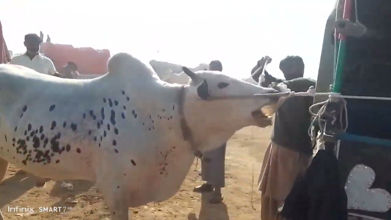 Bull race khad factory 10/12/2025 champion Bull 