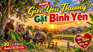 GIEO YÊU THƯƠNG GẶT BÌNH YÊN 💖 30 Ca Khúc Rumba Cha Cha Cha Nhạc Đời Hay Nhất | Nghe Mà Thấm