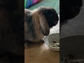 Bili soltinho ☺️🤣🥰 #rabbit #bunny #pets #deus #funk #cute #rabbit #funny #life #coelhinho #peace