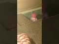 sleeping stumbleguy