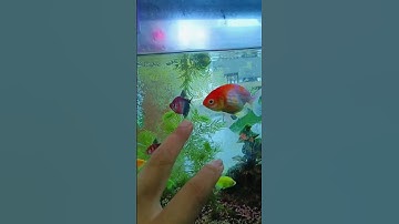 Ốc Nerita dọn rêu hồ cá siêu sạch