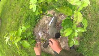 Releasing apple grafting tape