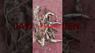கூவக்கிழங்கு /Arrow root அறுவடை .....