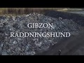 Gibzon, Swedish search and rescuedog